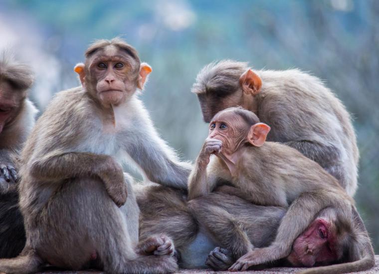 Se detectan 23 posibles casos de infección por viruela del mono en la región
