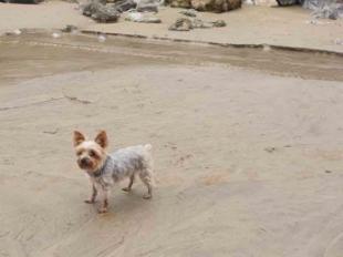 Las mejores playas pet friendly de España