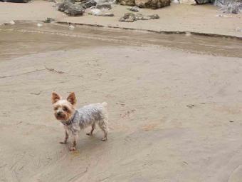 Las mejores playas pet friendly de España