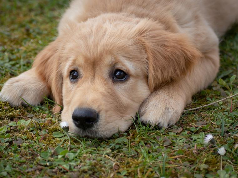 El 70% de los perros en todo el mundo no tienen hogar, según la Real Sociedad Canina