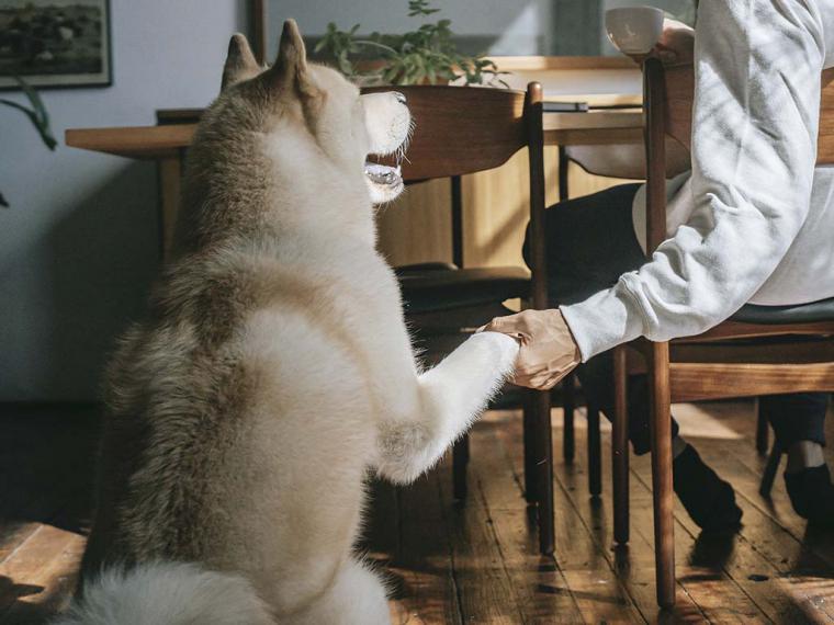 Los perros de asistencia, grandes aliados en la lucha contra la diabetes