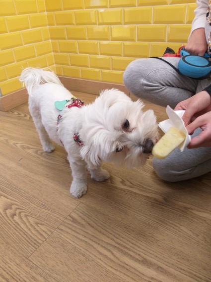 Este verano, tu mascota también tomará una rica paleta