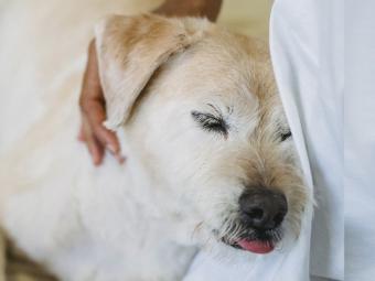 Terapia asistida con perros para personas diagnosticadas con trastorno psicótico