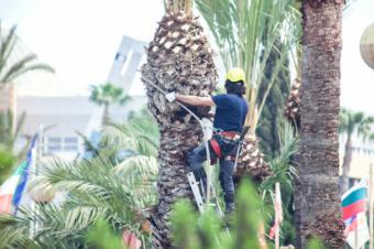 Cómo y cuándo podar los árboles de tu jardín