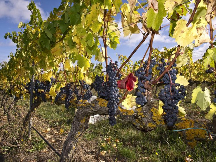 La excelente vendimia de 2018 de Bodega Otazu aumenta un 25% su producción