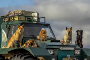 Los 5 consejos que necesitas para viajar con tu mascota