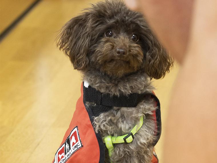 Las terapias asistidas con perros ayudan a mejorar la salud metal en adolescentes con TCA