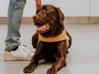 Perros de asistencia: un camino en expansión con desigualdades regionales