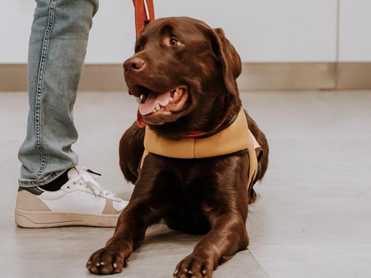 Perros de asistencia: un camino en expansión con desigualdades regionales