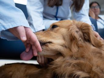 Terapia asistida con perros en la unidad de Psiquiatría para adolescentes