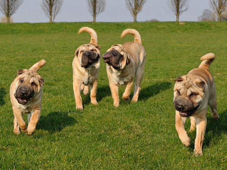 Se va a armar la Mundial…Canina: Madrid acogerá el evento más importante del sector del perro a nivel internacional