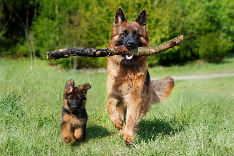 Prevención y diagnóstico precoz: los principales retos frente a la Leishmaniosis en mascotas