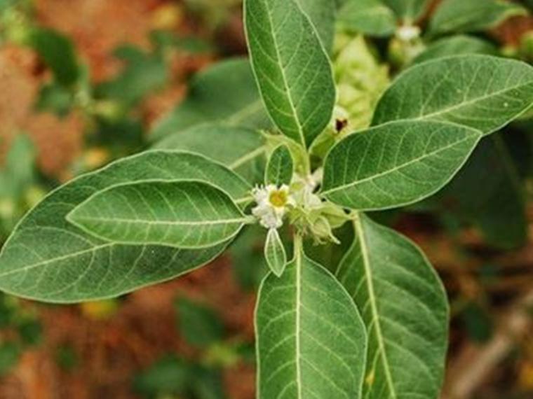 ¿Conoces la Ashwagandha? ¡Da energía y ayuda al control de peso!