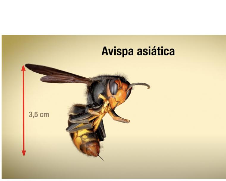 Avispa asiática: consejos y recomendaciones