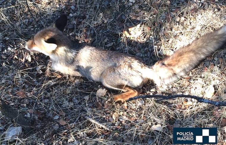 La Policía Municipal rescata a un zorro herido en el Monte del Pardo