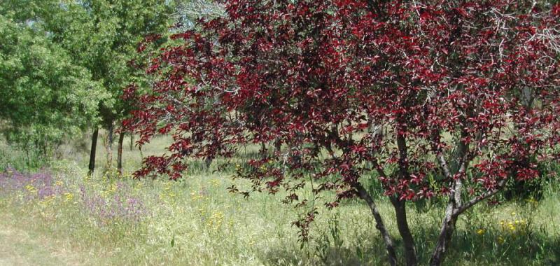 Parque Forestal "Adolfo Suárez". Pozuelo de Alarcón